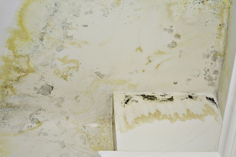 Black Mold Remediation in Fort Lauderdale, FL