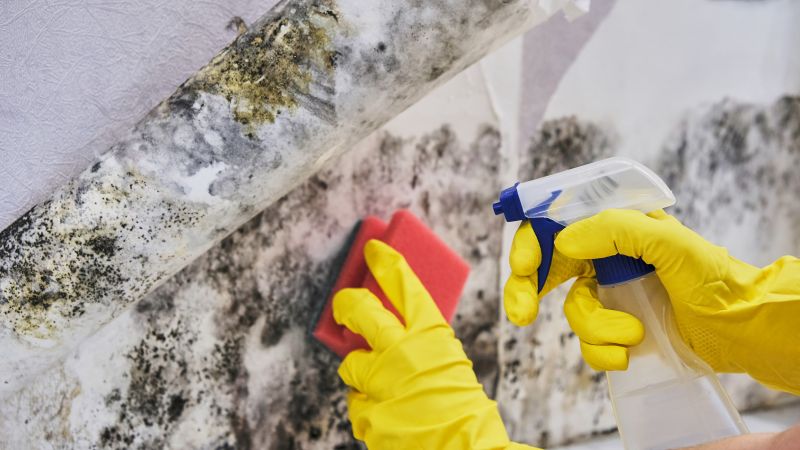Black Mold Removal in Frisco, TX
