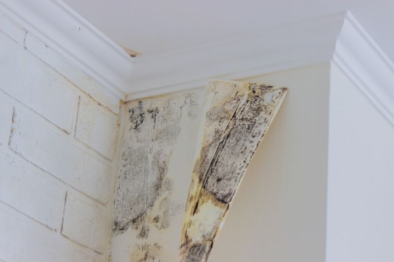 Mold Removal in West Palm Beach, FL