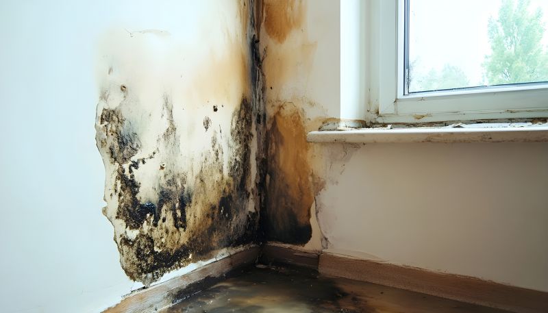 White Mold Mitigation in Broward County, FL