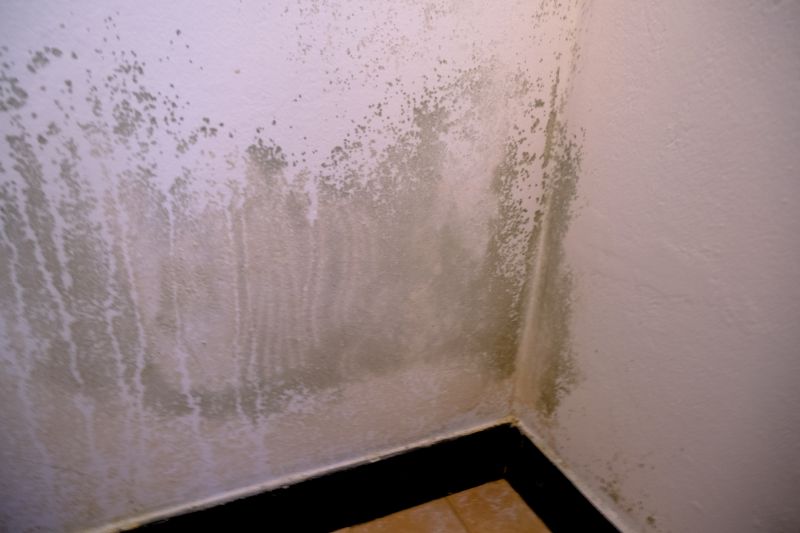 White Mold Mitigation in West Palm Beach, FL